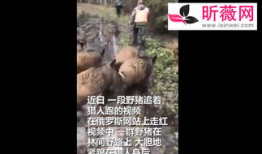 山猪短视频,探寻自然之美，感受野性魅力